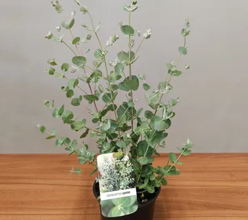 EUCALYPTUS GUNNII - cover
