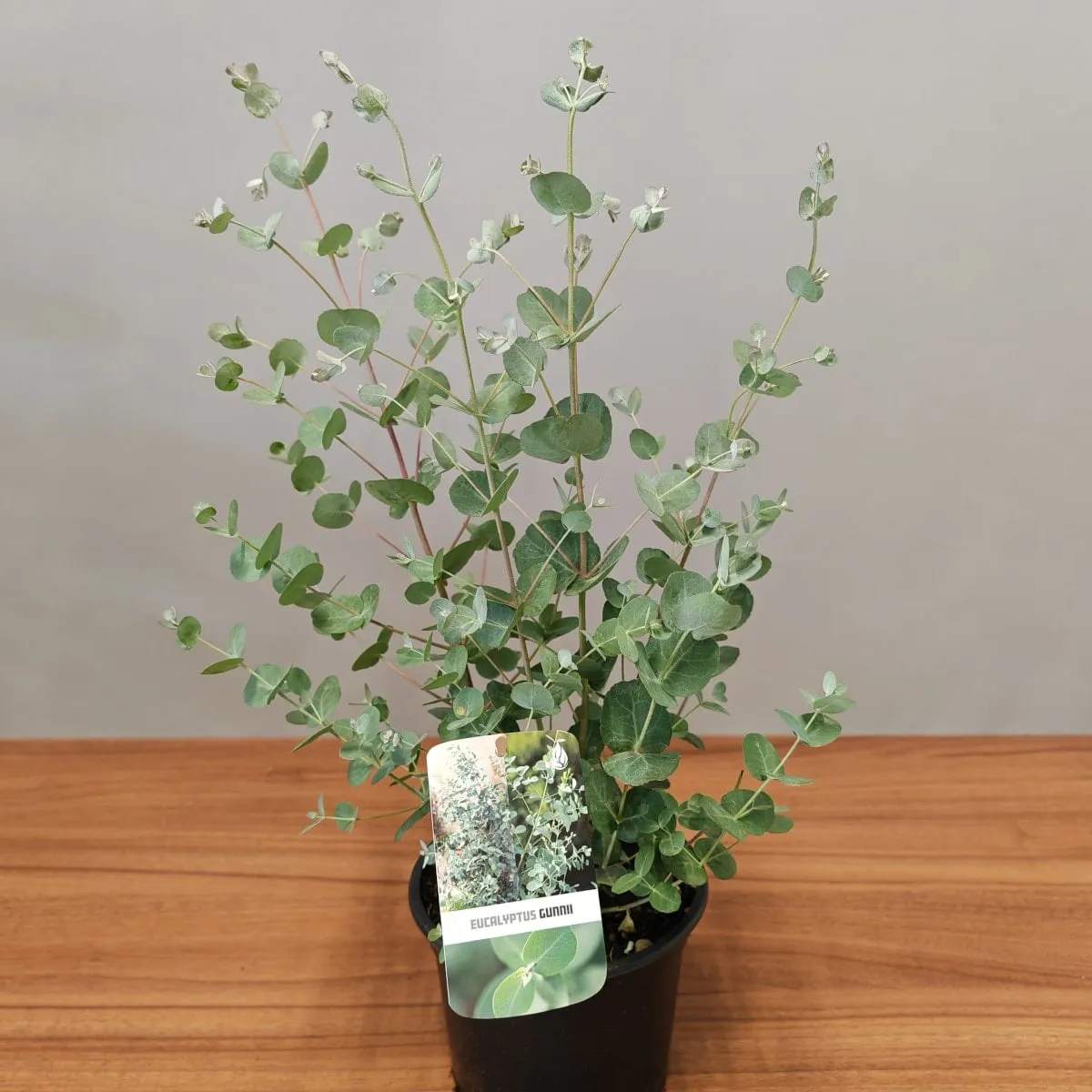EUCALYPTUS GUNNII - cover