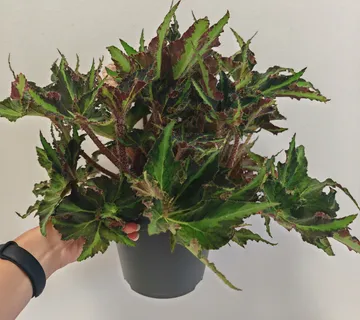 BEGONIA FO “Rex Liondance” - cover