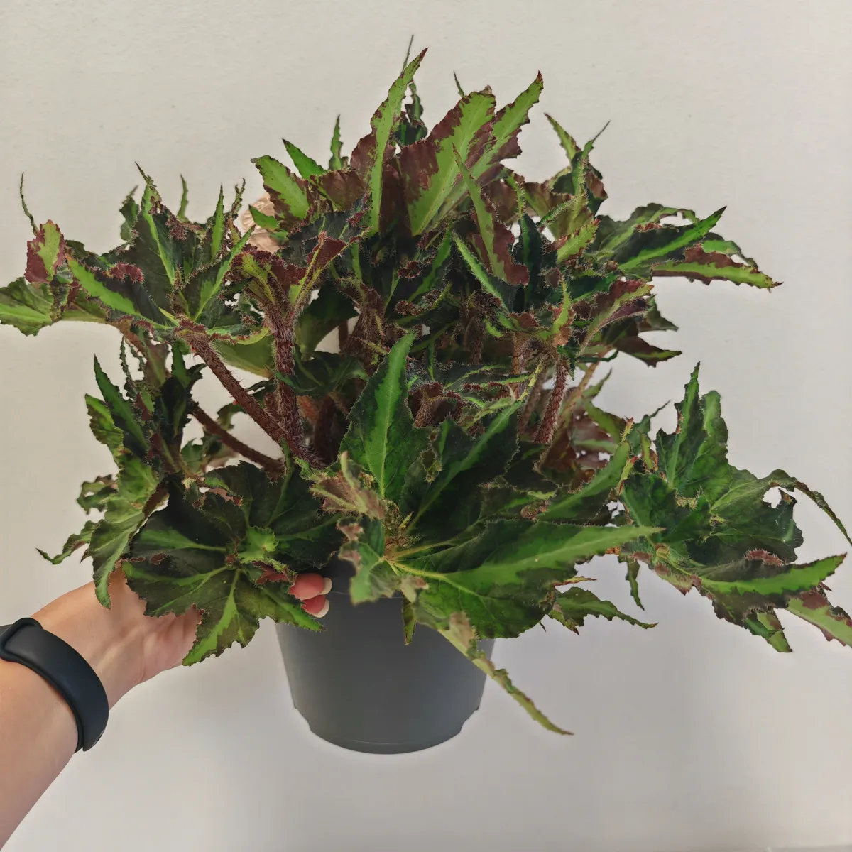 BEGONIA FO “Rex Liondance” - cover