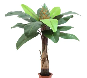 EUROPALMS Bird of paradise palm, 180cm - cover
