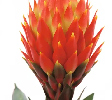 EUROPALMS Bromelia, 68cm - cover