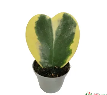 HOYA KERRII VARIEGATED - cover