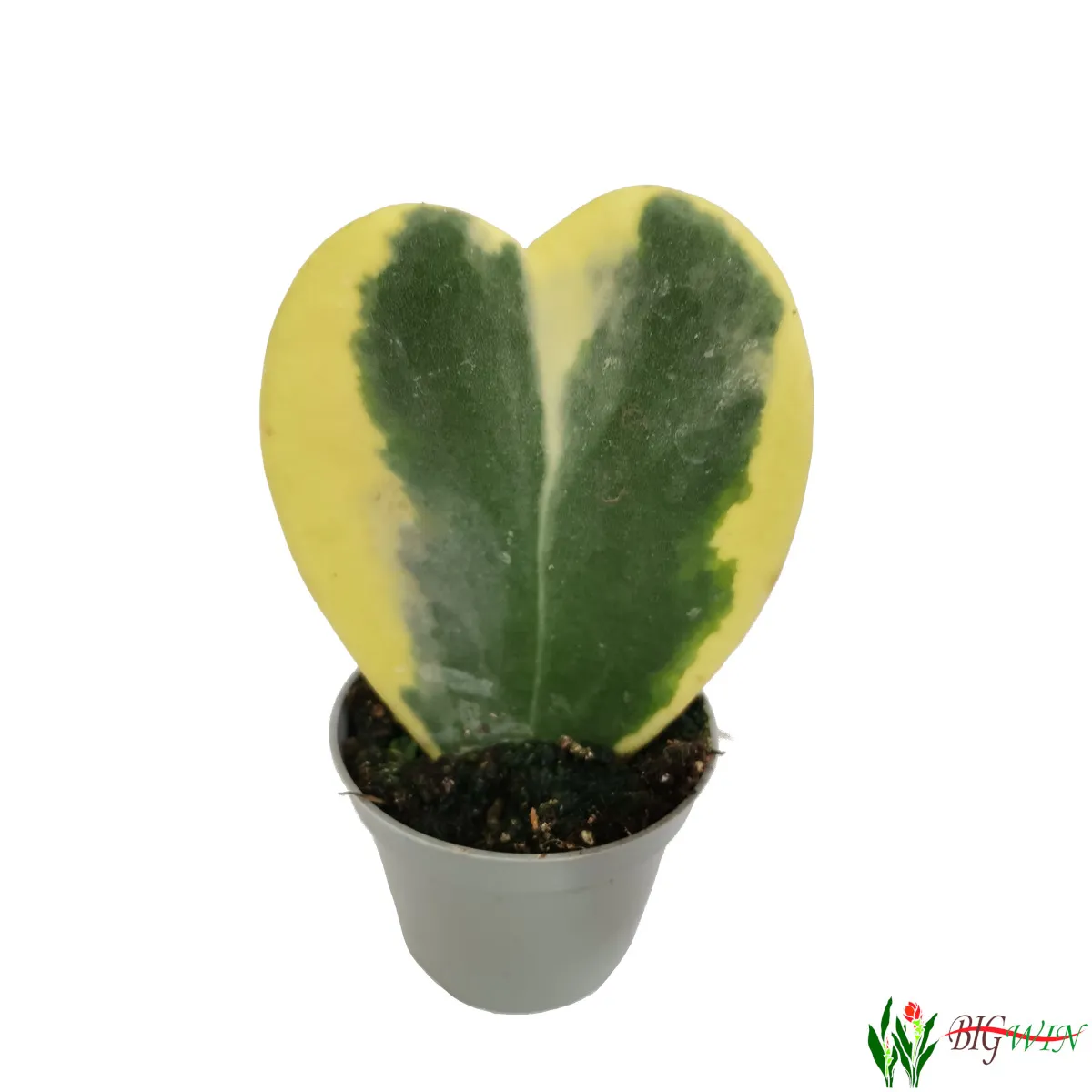 HOYA KERRII VARIEGATED - cover