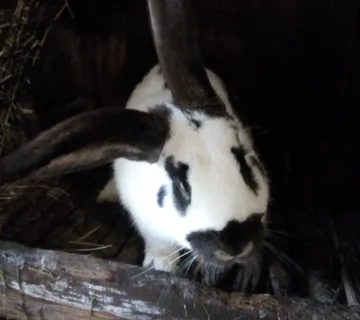 Belgijski orijaši i Njemački Šarci - cover