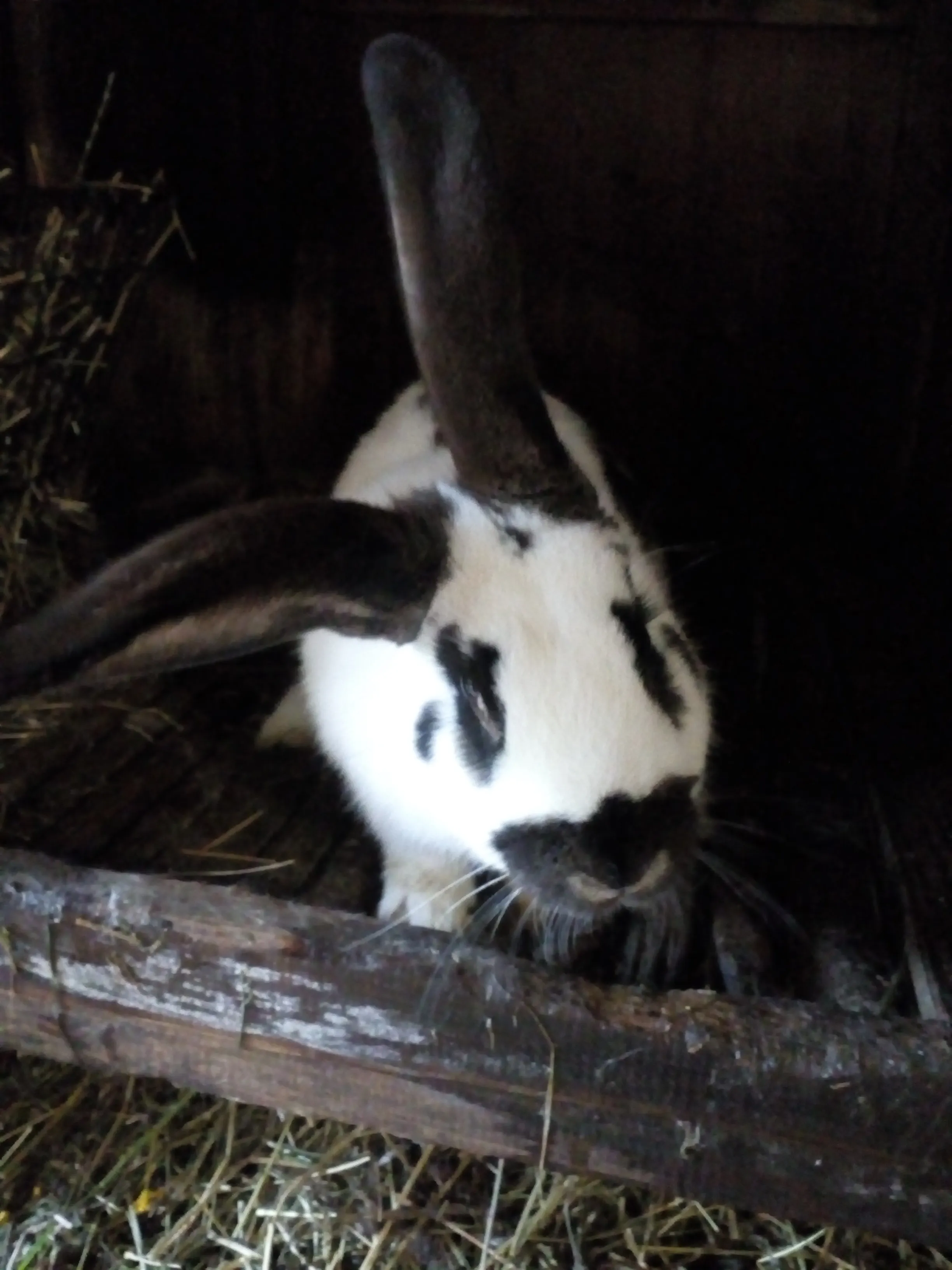 Belgijski orijaši i Njemački Šarci - cover