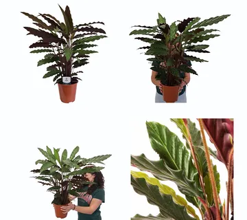 CALATHEA”Rufibarba” - cover