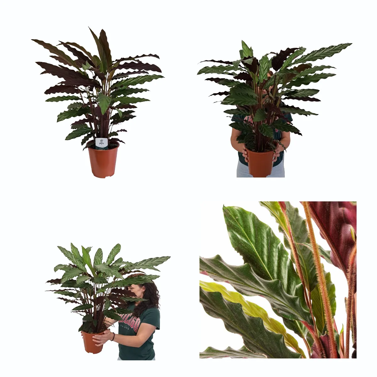CALATHEA”Rufibarba” - cover