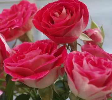 RUŽA STABLAŠICA “Schone Koblenzerin” - cover