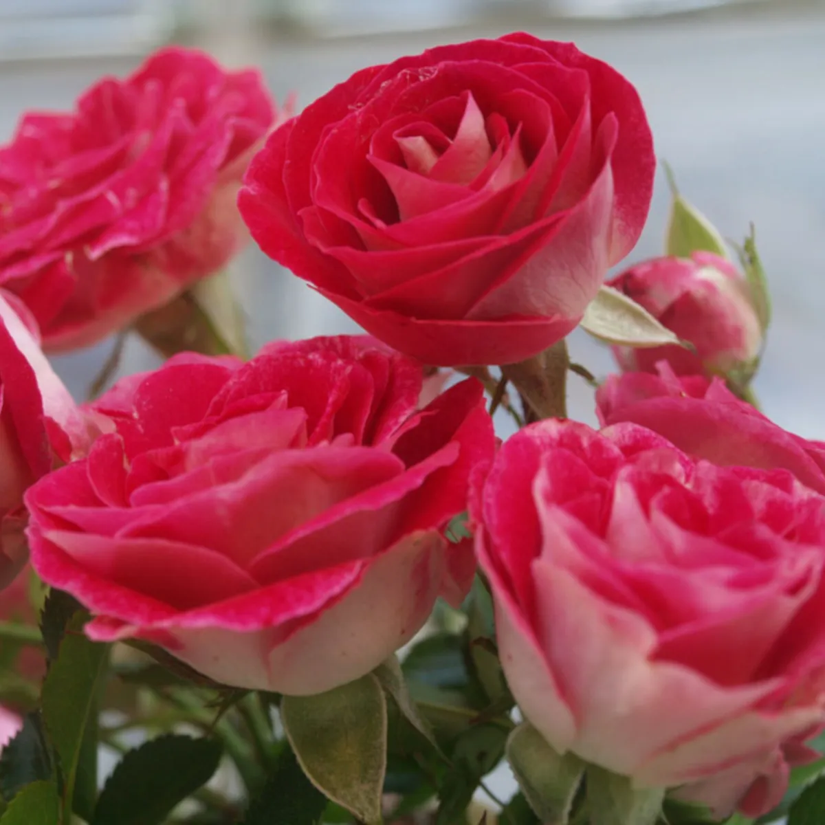 RUŽA STABLAŠICA “Schone Koblenzerin” - cover