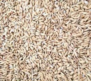 RIŽA neoljuštena 1kg – Paddy Rice - cover