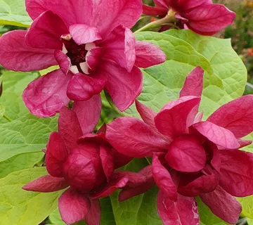 SINOCALYCALYCANTHUS R. “Hartl. Wine” - cover