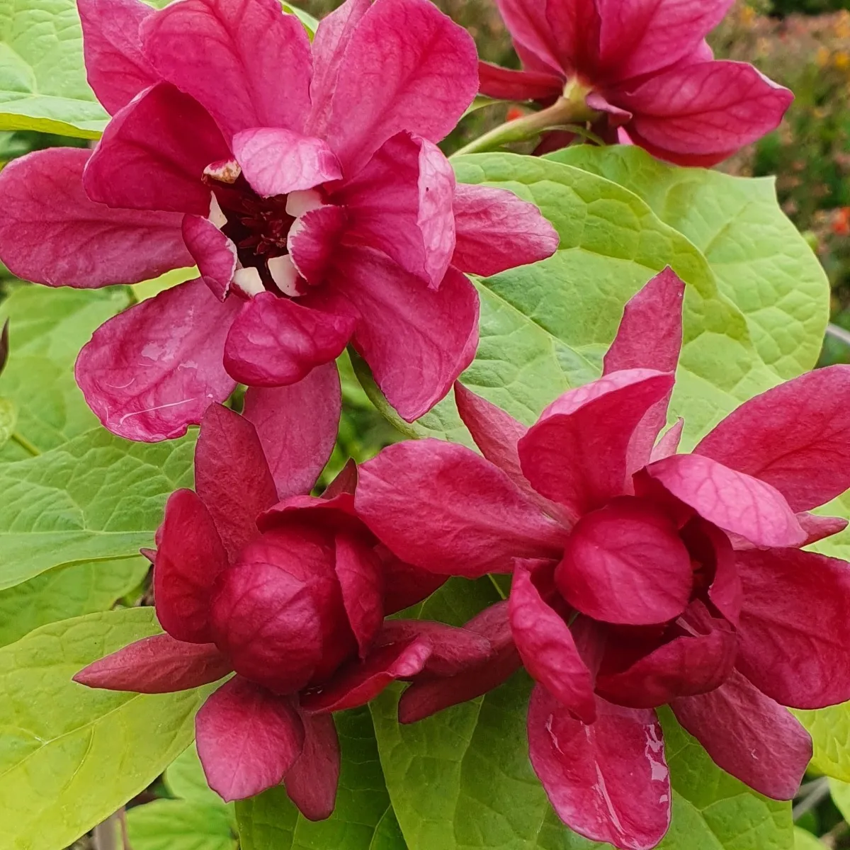 SINOCALYCALYCANTHUS R. “Hartl. Wine” - cover