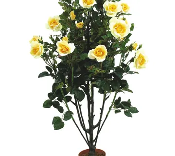 EUROPALMS Rose shrub, light-yellow, 140cm - cover