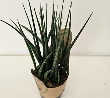 SANSEVIERIA “Fernwood Mikado” - cover