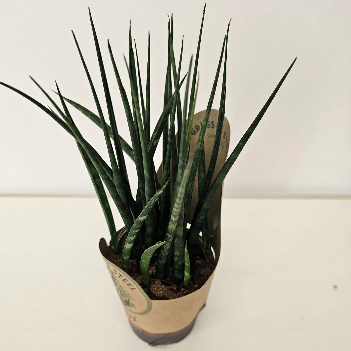 SANSEVIERIA “Fernwood Mikado” - cover