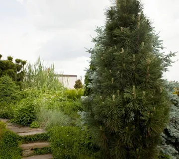 PINUS NIGRA “Green Tower” - cover