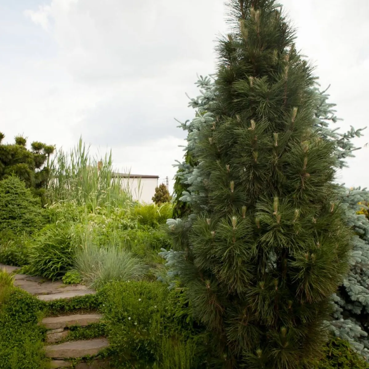 PINUS NIGRA “Green Tower” - cover