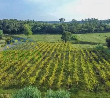 Zasađen vinograd i poljoprivredno zemljište u Bujama - cover