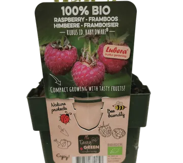 MALINA “Baby Dwarf” - cover