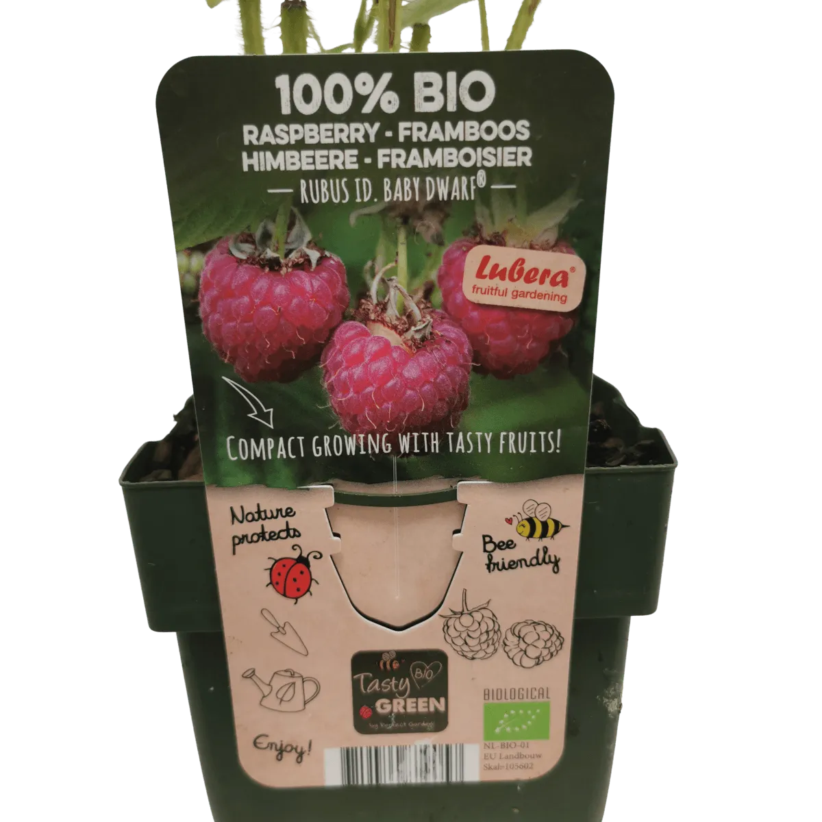 MALINA “Baby Dwarf” - cover