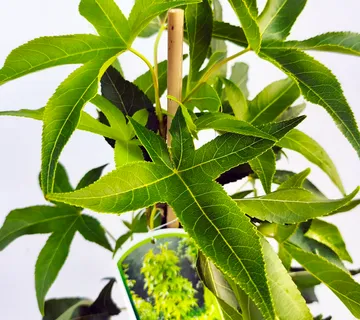 LIQIUDAMBAR ST. “Slender Silhouette” - cover