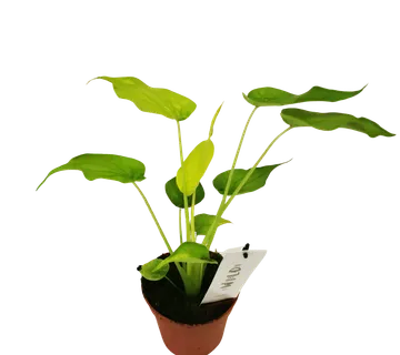 ALOCASIA “Go Cucullata” - cover