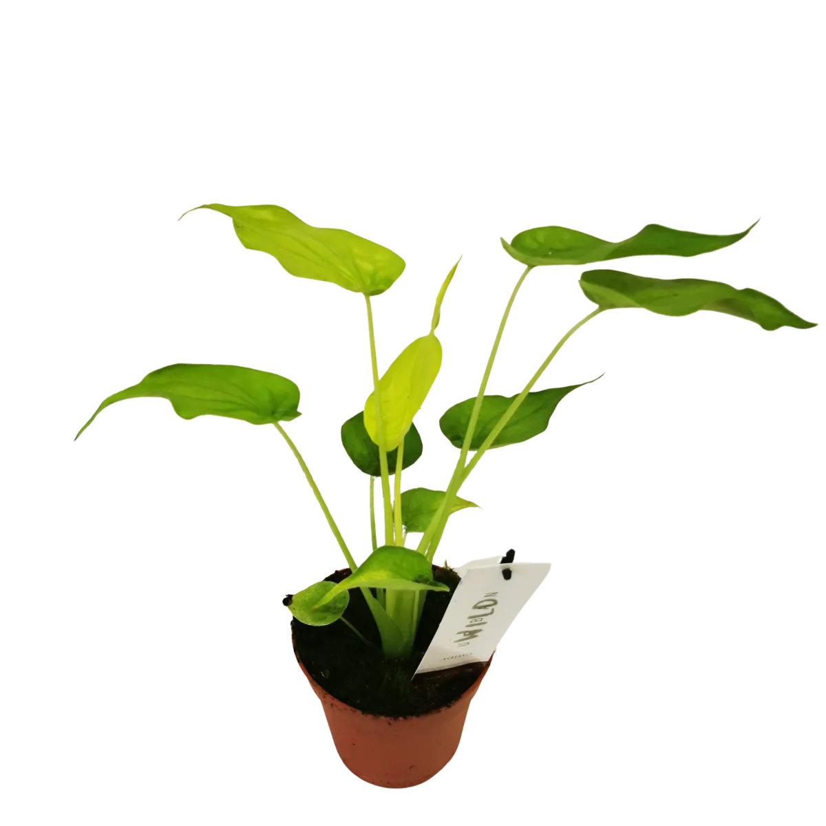 ALOCASIA “Go Cucullata” - cover