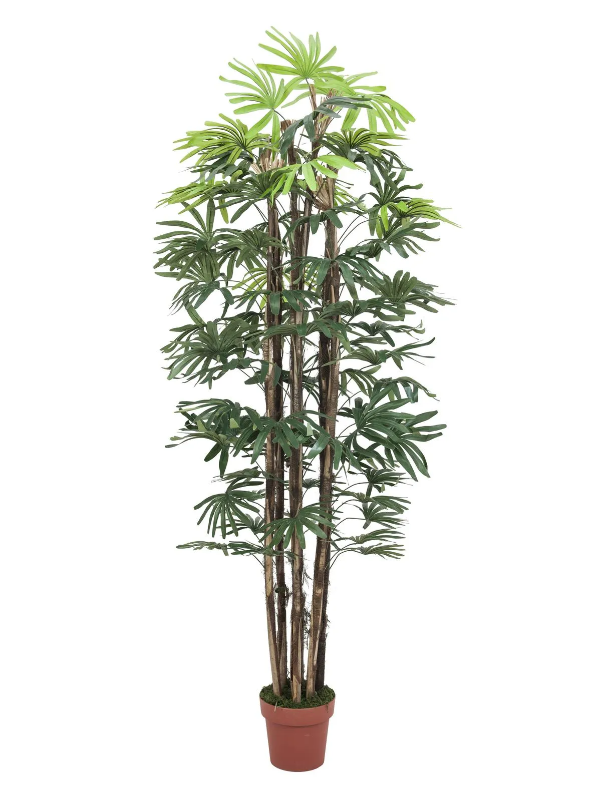 EUROPALMS Raphis palm tree, 180cm - cover