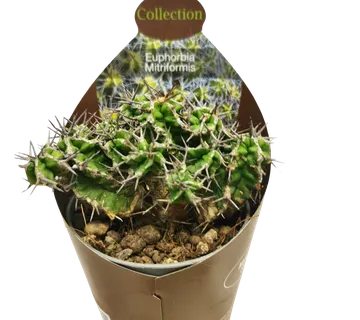 EUPHORBIA “Mitriformis” - cover