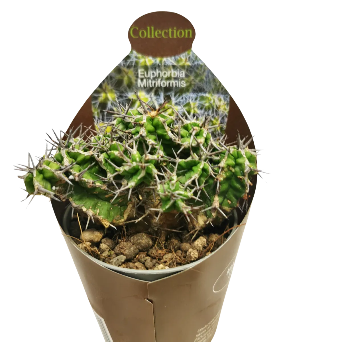 EUPHORBIA “Mitriformis” - cover