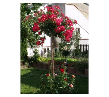 RUŽA STABLAŠICA “Candia Meillandecor” - cover