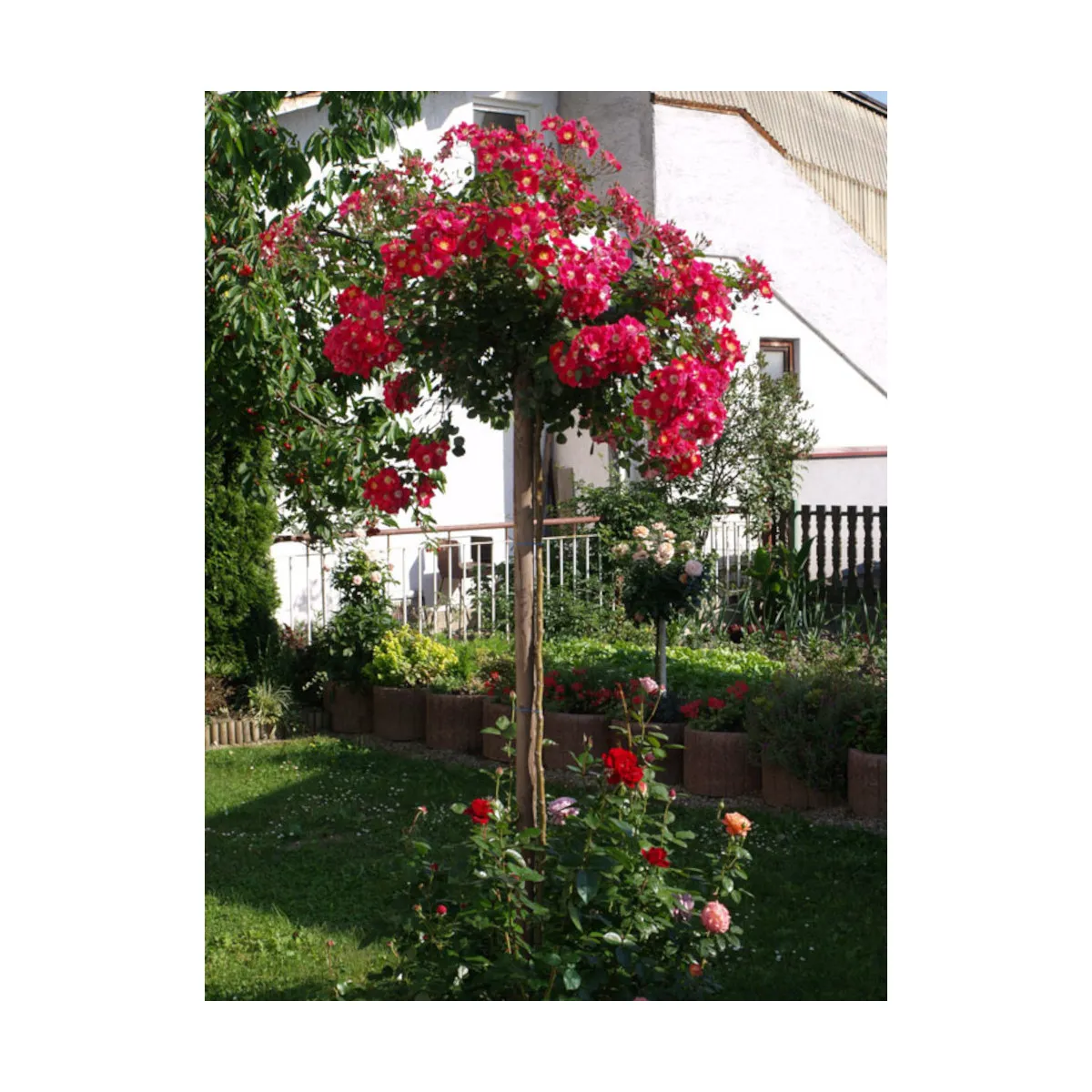 RUŽA STABLAŠICA “Candia Meillandecor” - cover