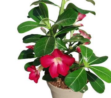 PUSTINJSKA RUŽA /Adenium obesum - cover