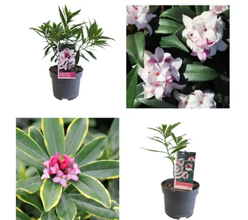 DAPHNE ODORA - cover