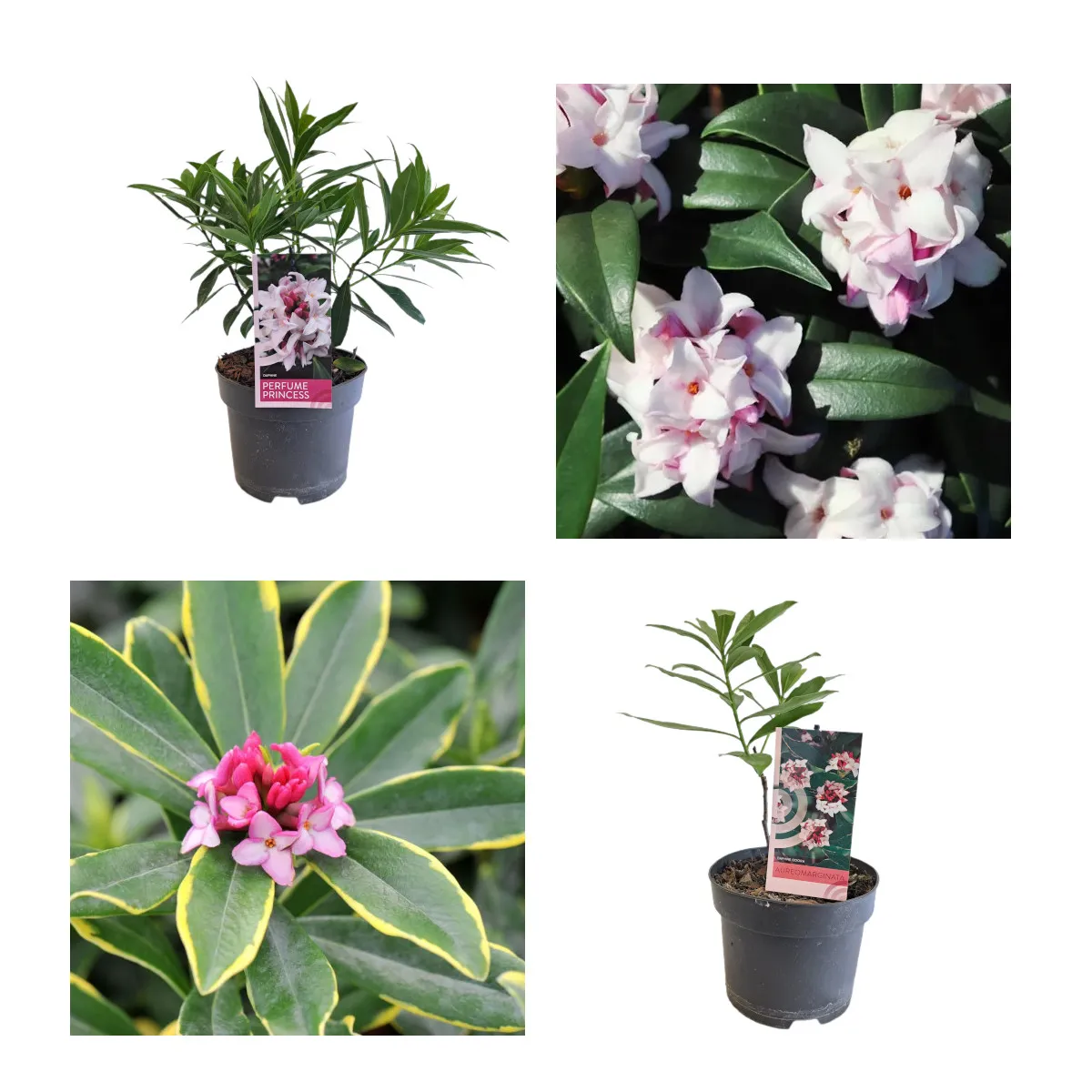 DAPHNE ODORA - cover