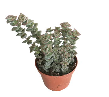 Crassula “Marnieriana” - cover