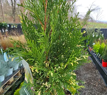 THUJA OCC.” Smaragd” - cover