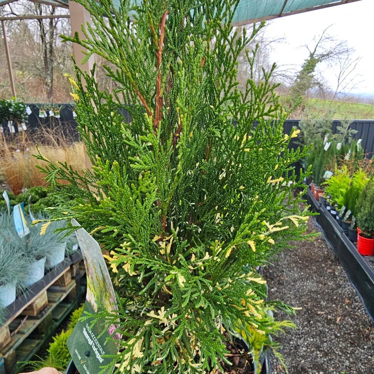 THUJA OCC.” Smaragd” - cover