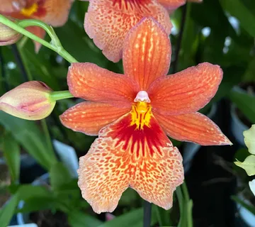 CAMBRIA “Nelly Isler” – Orange - cover