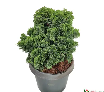 CHAMAECYPARIS OBT. “Nana Gracilis” - cover