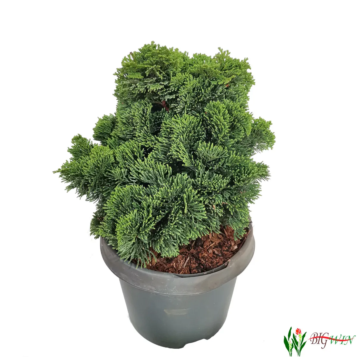 CHAMAECYPARIS OBT. “Nana Gracilis” - cover