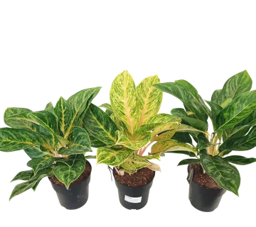 AGLAONEMA - sobno cvijeće - cover