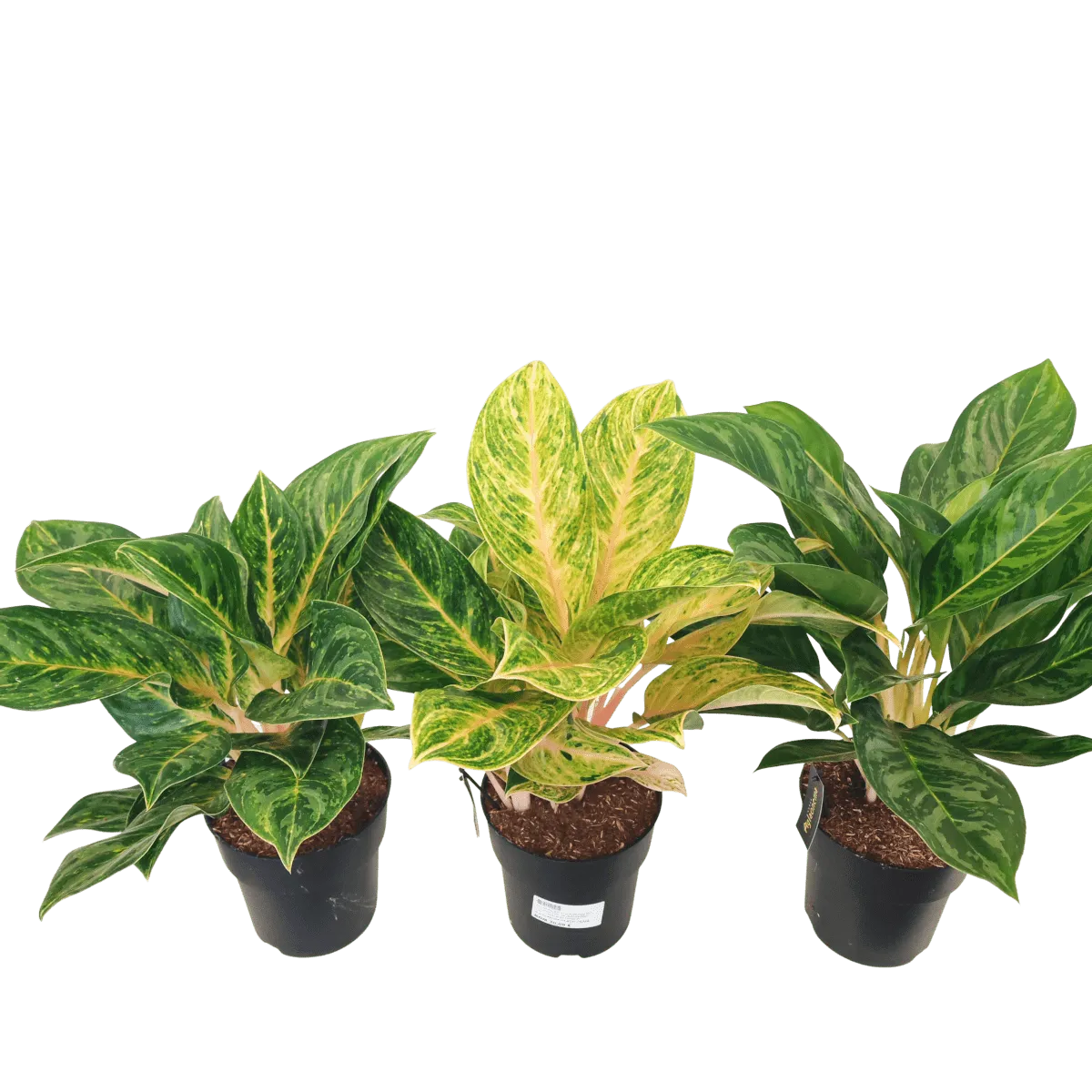 AGLAONEMA - sobno cvijeće - cover