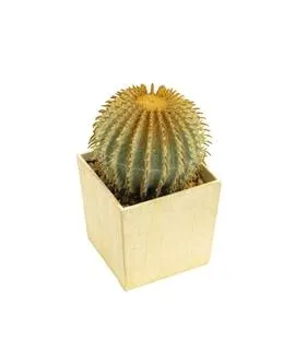 EUROPALMS Smilax bush, 12cm - cover