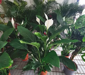 SPATHIPHYLLUM “Sweet Sebastiano” - cover