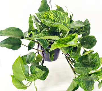 EPIPREMNUM PINN. “Marble Green” - cover