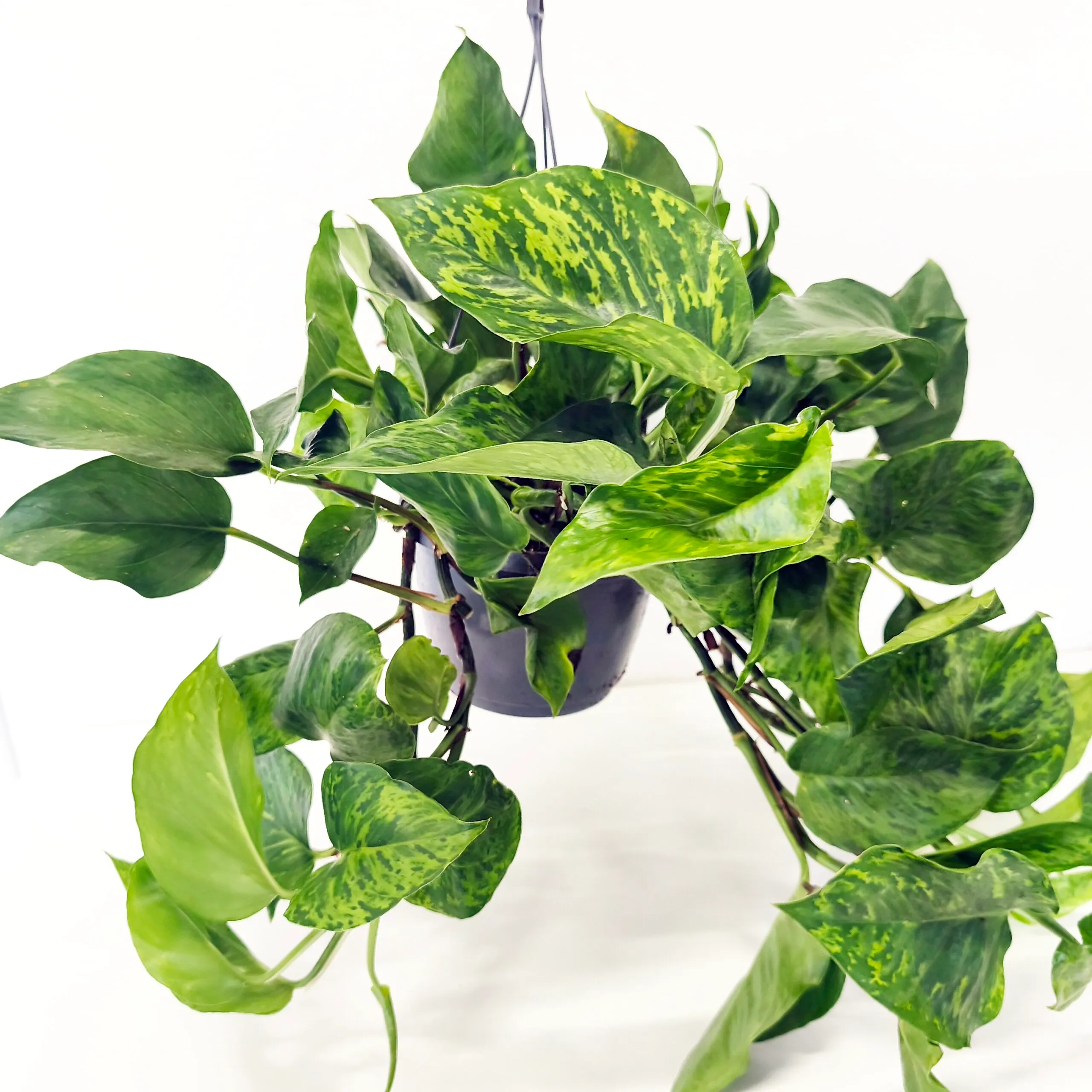 EPIPREMNUM PINN. “Marble Green” - cover