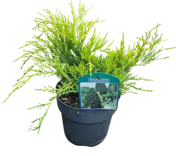 JUNIPERUS PFIT.”Old Gold” - cover