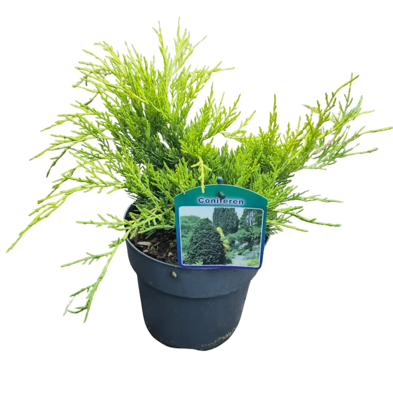 JUNIPERUS PFIT.”Old Gold” - cover